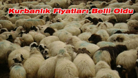 Kurbanlık Hayvan Fiyatları Açıklandı